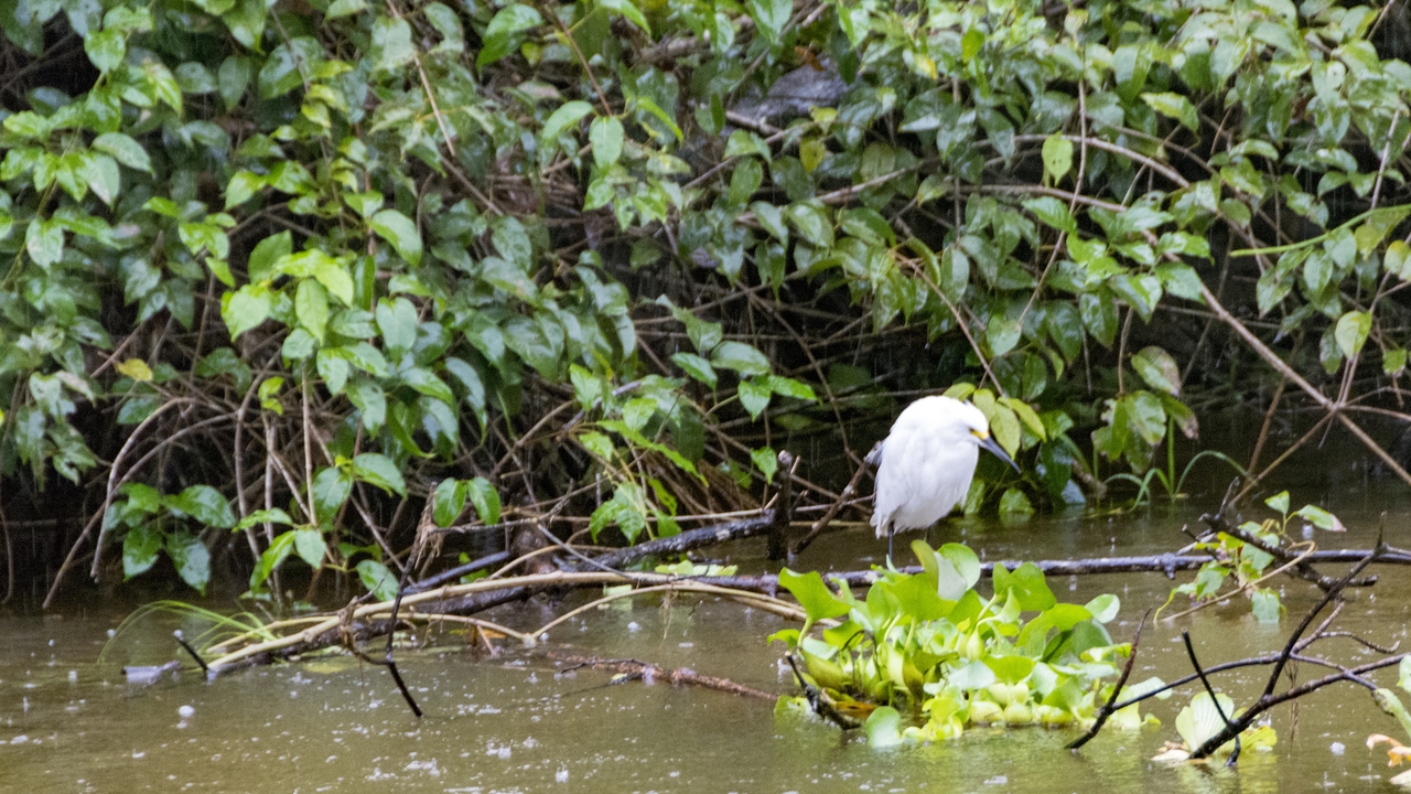 20171230 004   Tortuguero National Park, Puerto Limon, Limon, Costa Rica